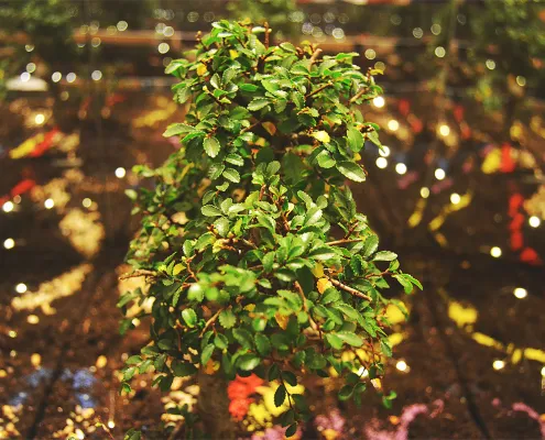 Evangeline 2017 by Priya Odedra